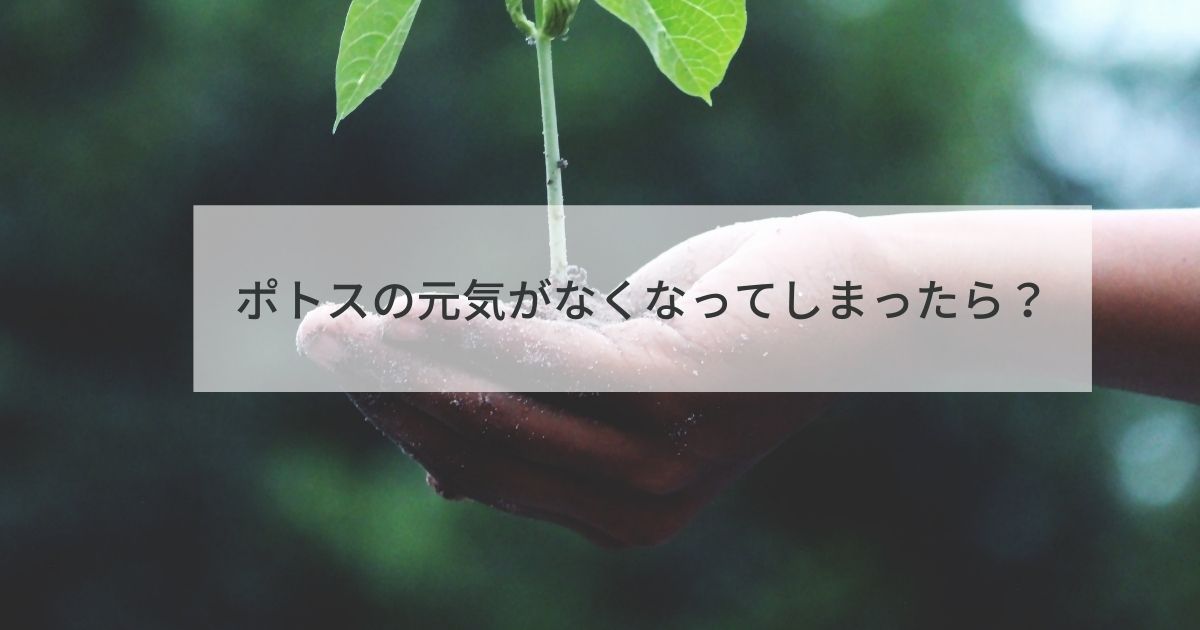 観葉植物 ポトスの元気がなくなってしまったときの対処法は 歩けば何かおこるかも