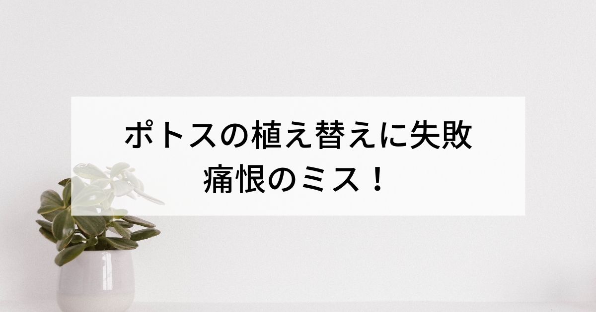 観葉植物 ポトス 植え替え失敗 ゴメンよポトス 歩けば何かおこるかも